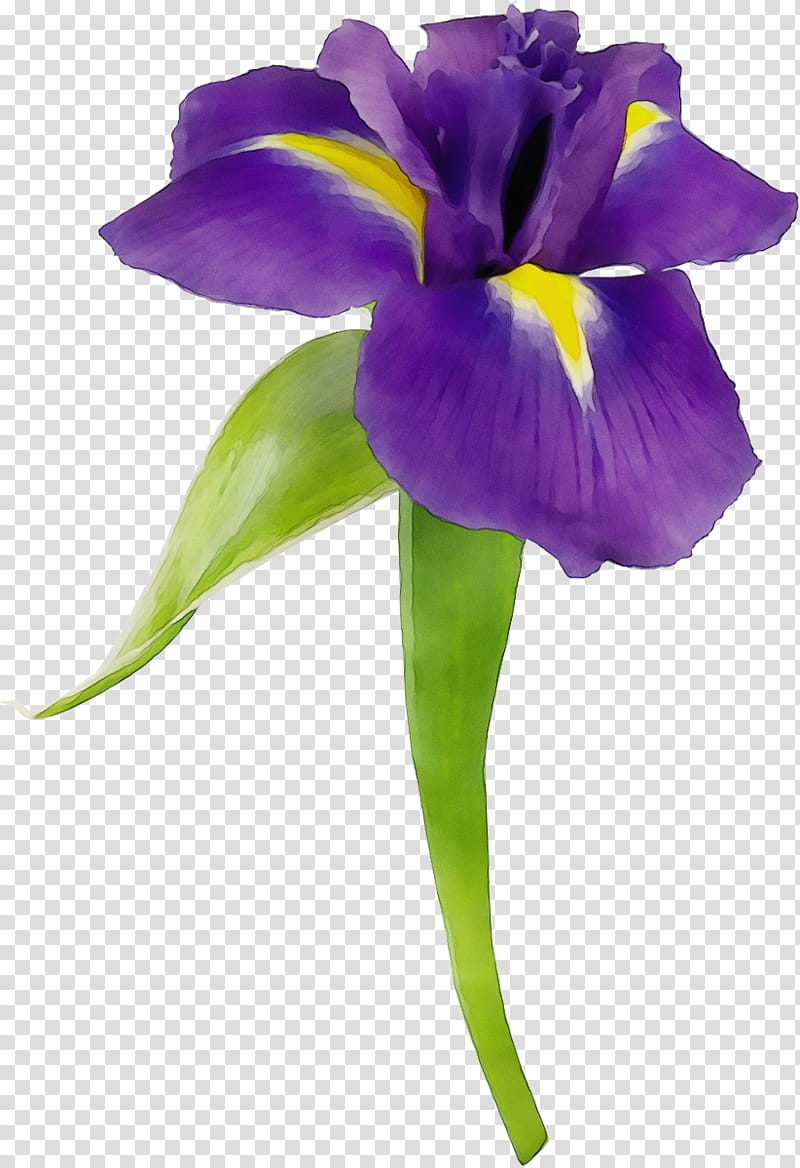 flower flowering plant petal violet purple, Watercolor, Paint, Wet Ink, Iris, Iris Family, VIOLA transparent background PNG clipart