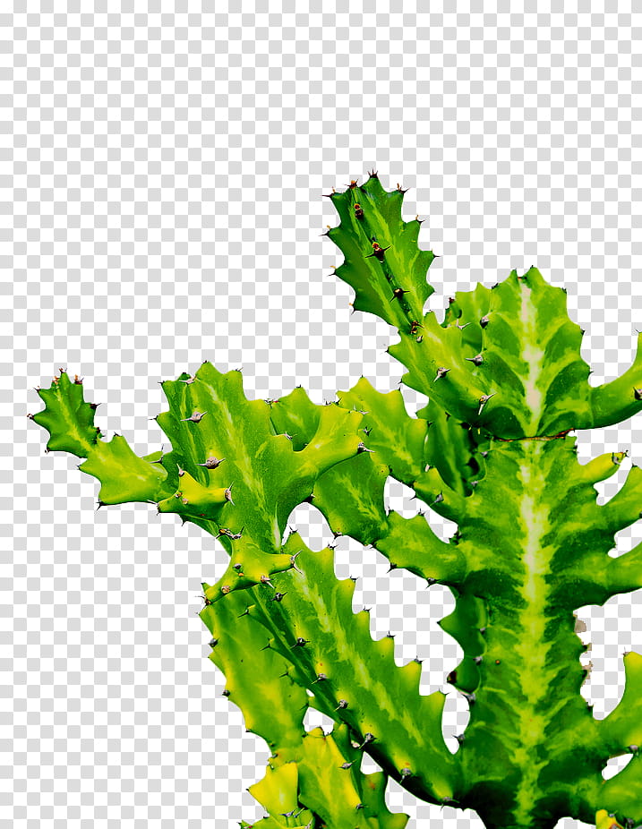 Cactus , green cactus plant transparent background PNG clipart