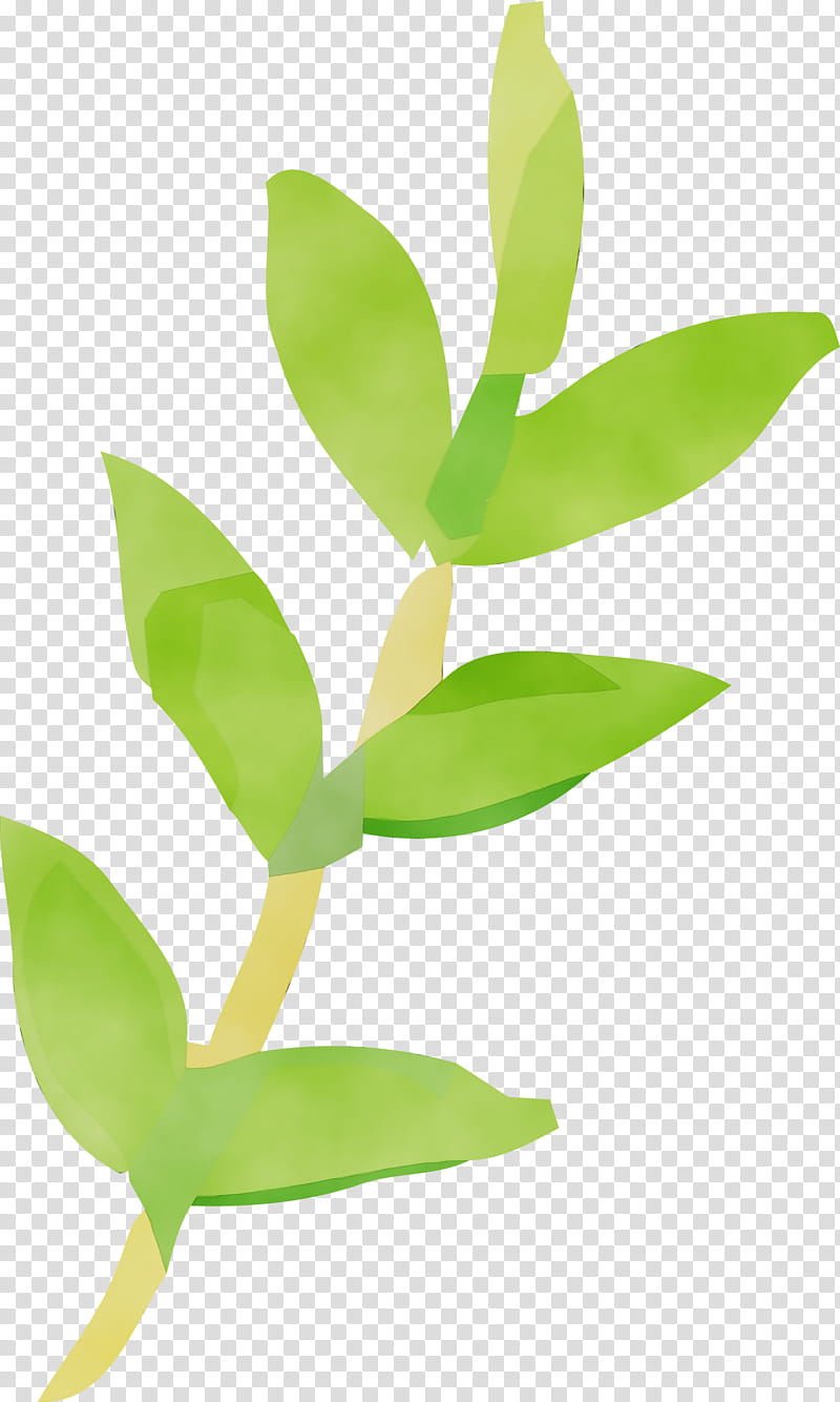 leaf flower green plant plant stem, Watercolor, Paint, Wet Ink, Hypericum, Eucalyptus transparent background PNG clipart