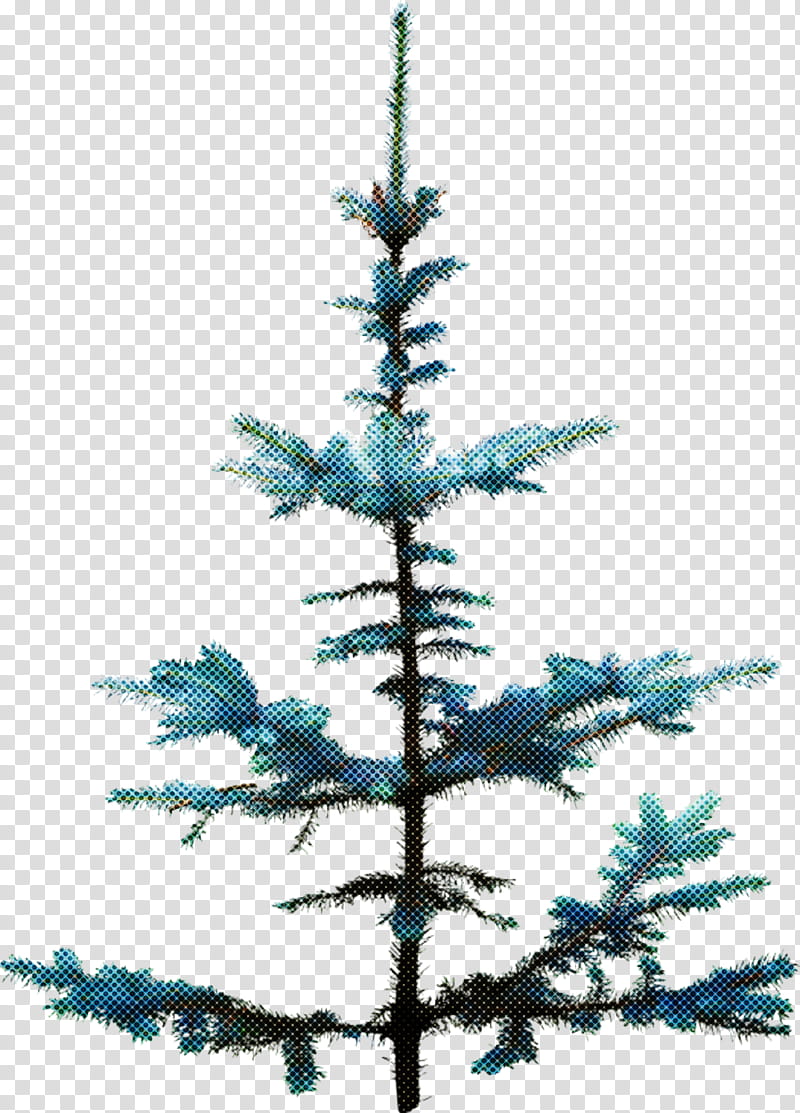 Christmas tree, Shortleaf Black Spruce, Balsam Fir, Yellow Fir, White Pine, Colorado Spruce, Oregon Pine, Lodgepole Pine transparent background PNG clipart