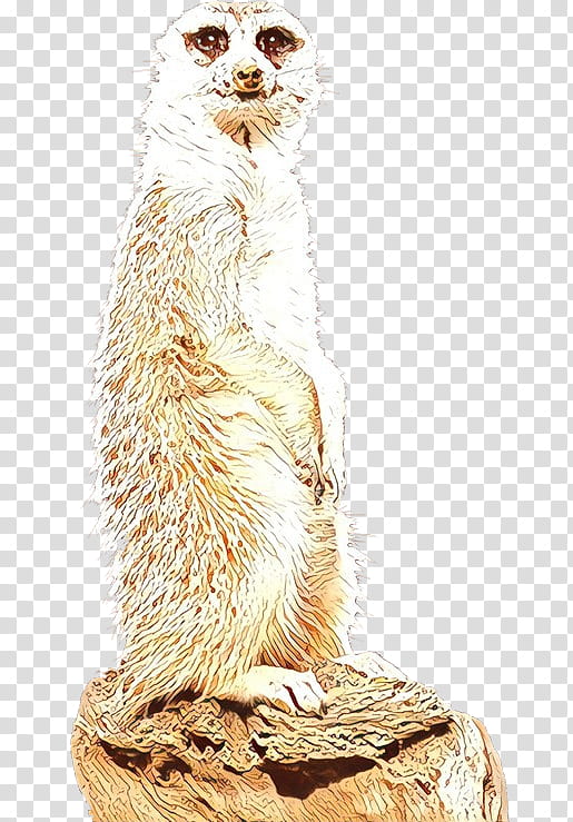 Whiskers Meerkat, Fur, Mongoose, Animal Figure transparent background PNG clipart