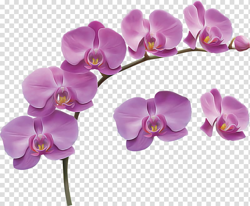 Lavender, Flower, Moth Orchid, Violet, Purple, Petal, Plant, Lilac transparent background PNG clipart