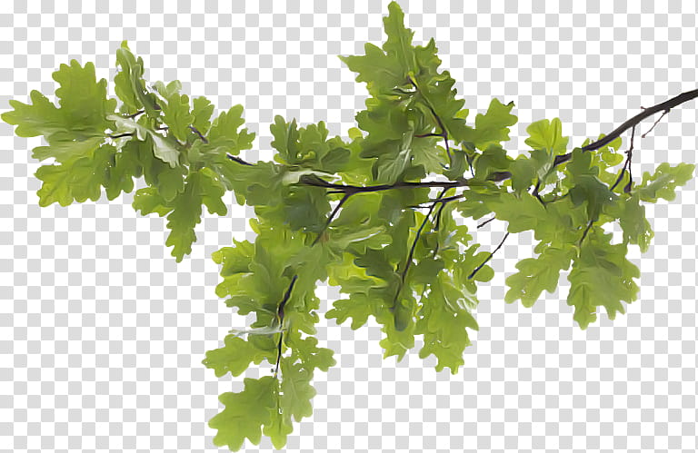 Plane, Plant, Leaf, Flower, Branch, Tree, Parsley, Chervil transparent background PNG clipart