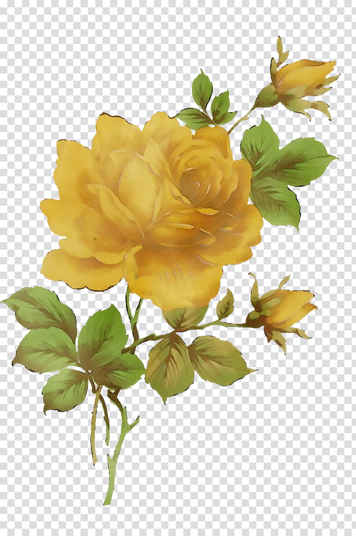 Rose, Watercolor, Paint, Wet Ink, Flower, Flowering Plant, Julia Child Rose, Yellow transparent background PNG clipart