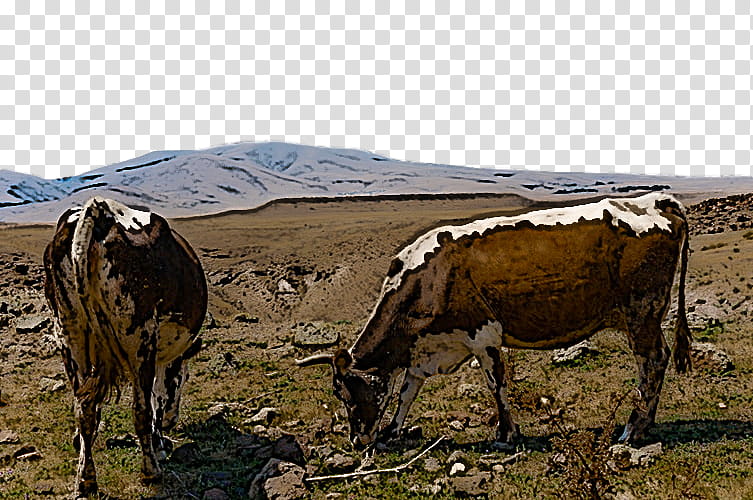 pasture bovine grassland ecoregion wildlife, Grazing, Live, Dairy Cow, Ranch transparent background PNG clipart