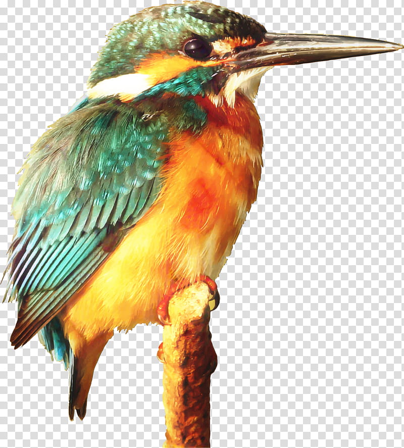 Hummingbird Drawing, Kingfisher, Belted Kingfisher, Common Kingfisher, Beak, Coraciiformes, Jacamar, Piciformes transparent background PNG clipart