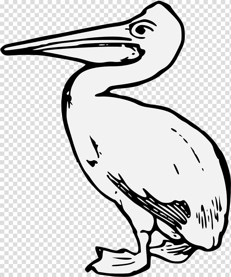 bird pelican beak pelecaniformes line art, Coloring Book, Brown Pelican, White Pelican, Seabird, Wildlife transparent background PNG clipart