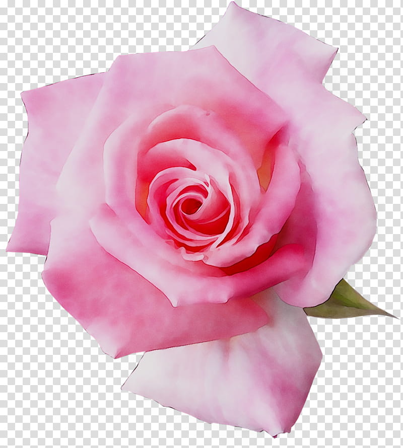 Pink Flower, Garden Roses, Floribunda, Cabbage Rose, Blume, Cut Flowers, Vilnius, Petal transparent background PNG clipart