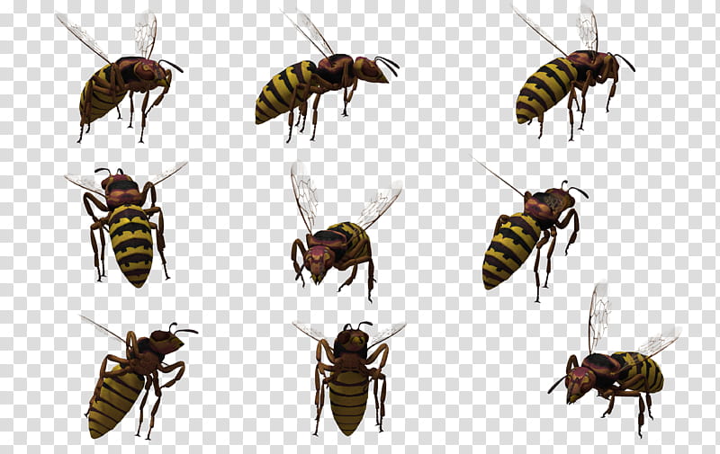 Oriental Hornet , yellow-and-black bee transparent background PNG clipart