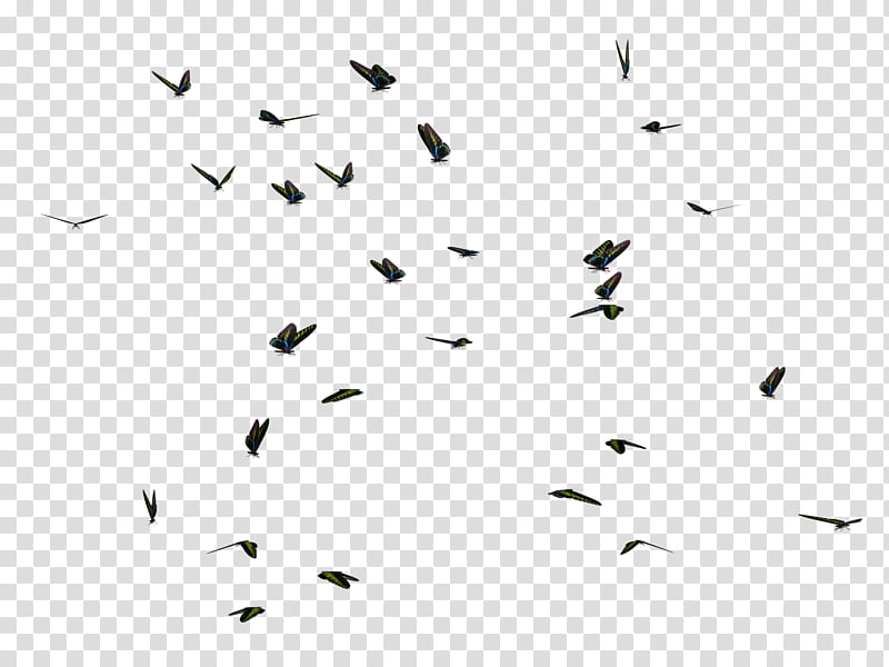 Butterfly Swarm  transparent background PNG clipart