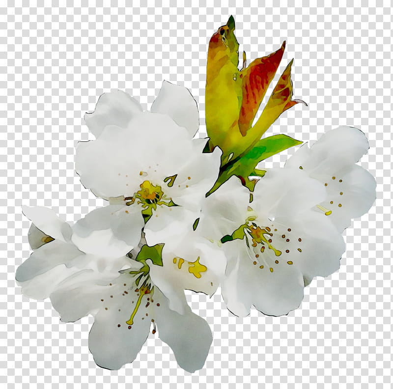 White Lily Flower, Lily Of The Incas, Stau150 Minvuncnr Ad, Cut Flowers, Cherry Blossom, Petal, Cherries, Plant transparent background PNG clipart