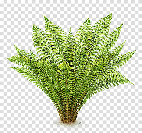 green fern plant transparent background PNG clipart