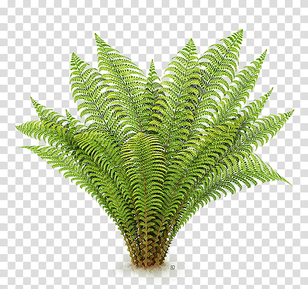 Green Fern Plant Transparent Background Png Clipart Hiclipart