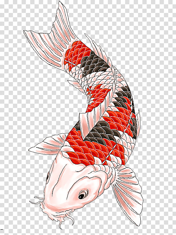 koi carp fish fish tail transparent background PNG clipart