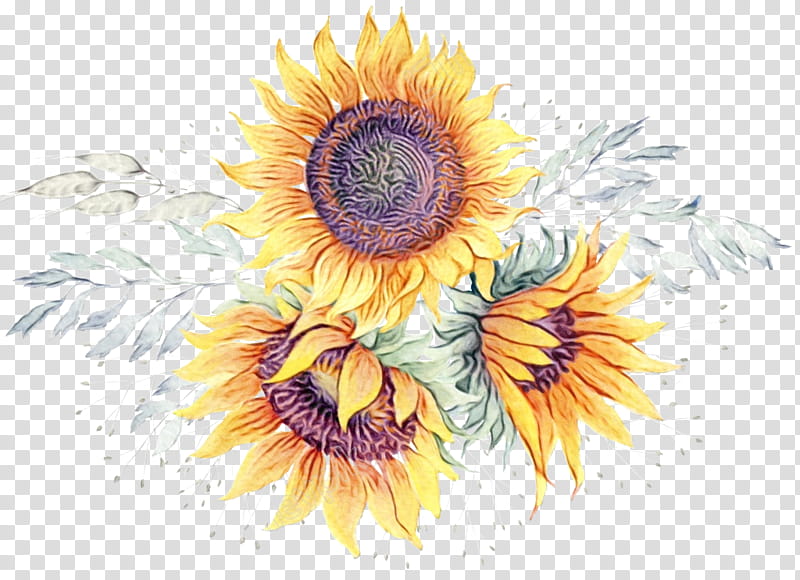 Watercolor Flower, Paint, Wet Ink, Watercolor Painting, Common Sunflower, Drawing, Artist, Sunflowers transparent background PNG clipart