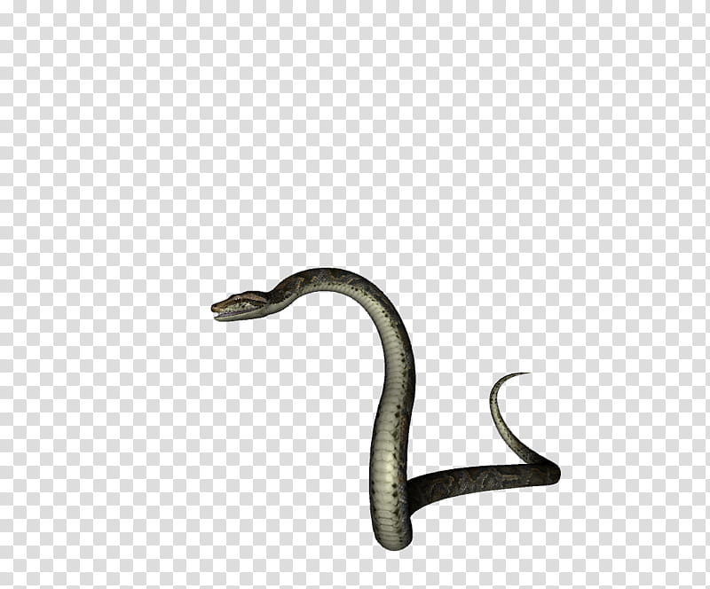 Python, gray snake art transparent background PNG clipart