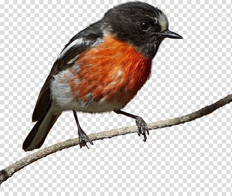 Winter With Birds, black, orange, and white bird perching on branch transparent background PNG clipart