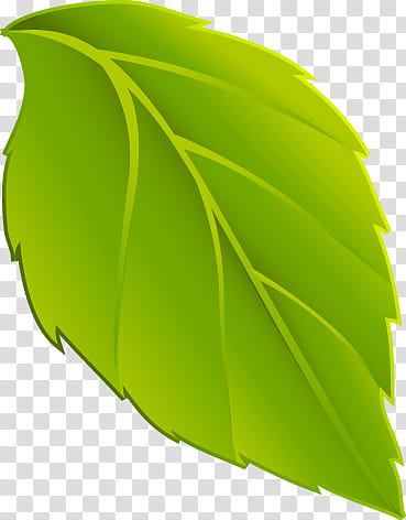 HOJA, green leaf illustration transparent background PNG clipart