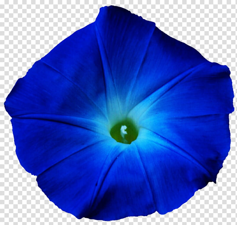 Blue Morning Glory transparent background PNG clipart