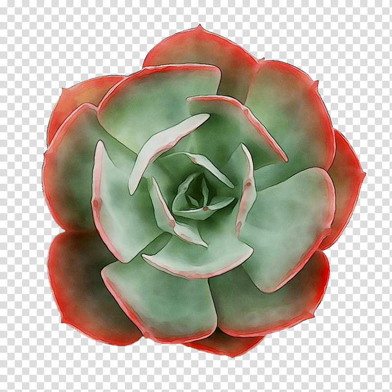 Pink Flower, Garden Roses, Cut Flowers, Petal, Echeveria, Red, Plant, White Mexican Rose transparent background PNG clipart