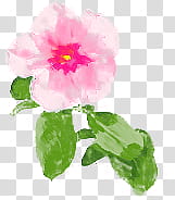 pink-petaled flower with green leaves illustration transparent background PNG clipart