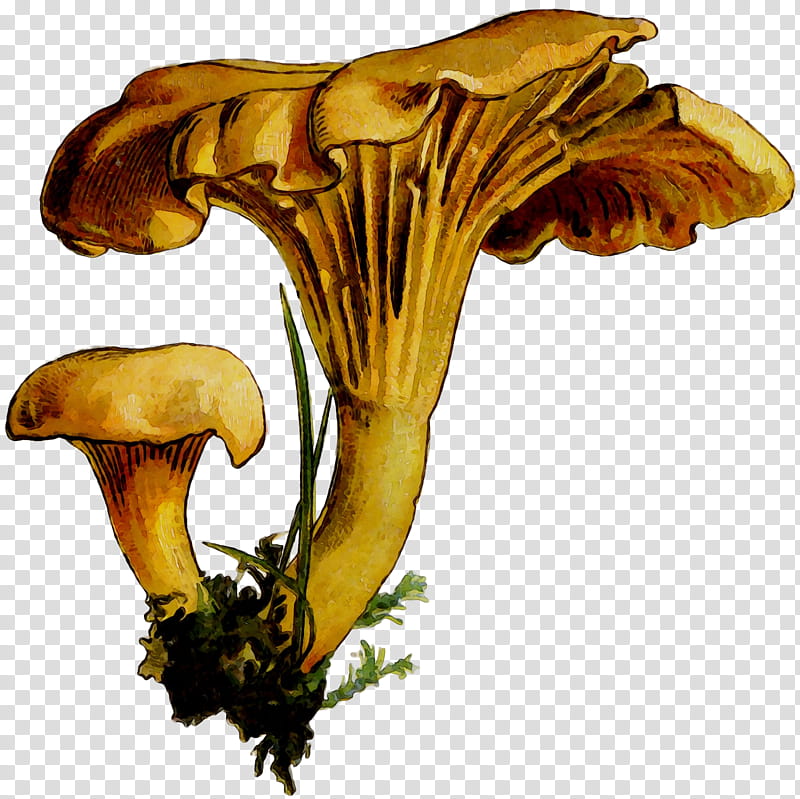 Mushroom, Edible Mushroom, Plant Stem, Plants, Agaricomycetes, Medicinal Mushroom, Oyster Mushroom, Fungus transparent background PNG clipart