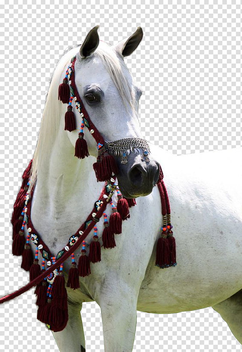 Wind, Arabian Horse, Stallion, Mare, Orlovrostopchin, Orlov Trotter, Riding Horse, White transparent background PNG clipart