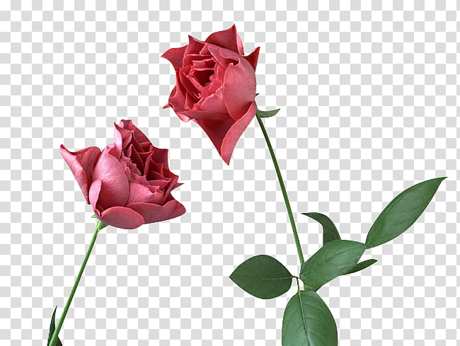 Pink Flower, Garden Roses, Plant Stem, Stx Glb1800 Util Gr Eur, Blog, Cut Flowers, Fetty Wap, Rose Family transparent background PNG clipart