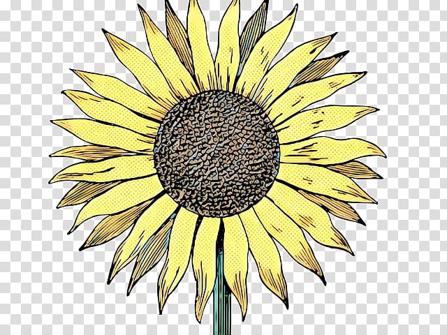 Drawing Of Family, Line Art, Sunflower, Yellow, Sunflower Seed, Plant, Asterales, Daisy Family transparent background PNG clipart