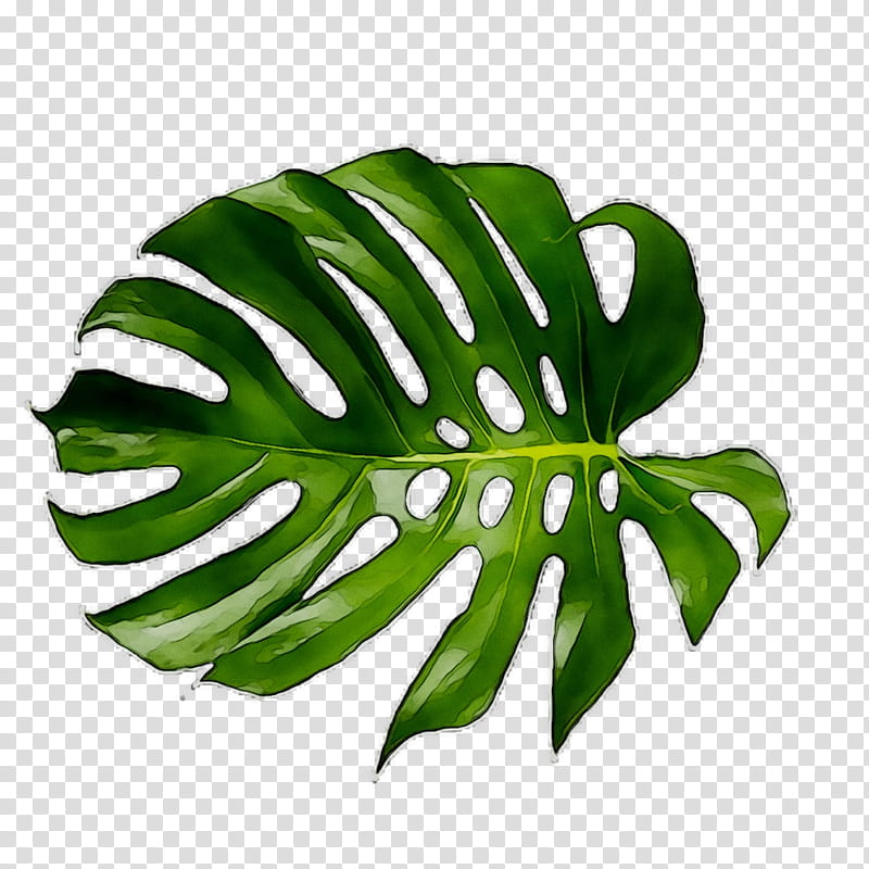 Green Leaf, Swiss Cheese Plant, Tropical Garden, Plant Stem, Philodendron, Tropics, Plants, Palm Trees transparent background PNG clipart
