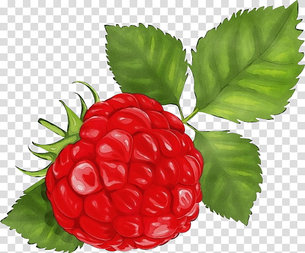 berry raspberry rubus west indian raspberry fruit, Watercolor, Paint, Wet Ink, Frutti Di Bosco, Natural Foods, Plant, Seedless Fruit transparent background PNG clipart