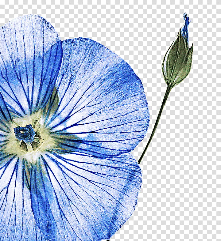 blue flower plant petal morning glory, Wildflower, Gentiana, Balloon Flower transparent background PNG clipart