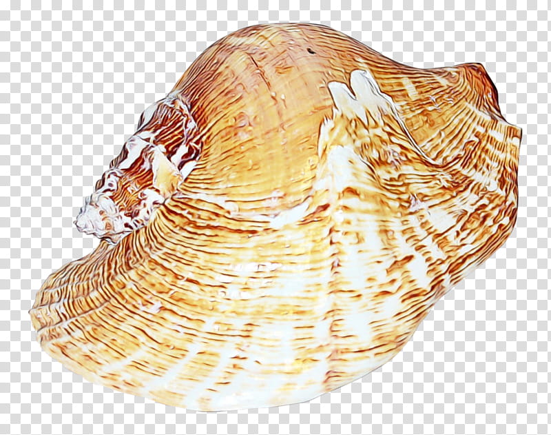 Snail, Cockle, Conchology, Trumpet, Shankha, Shell, Bivalve, Sea Snail transparent background PNG clipart