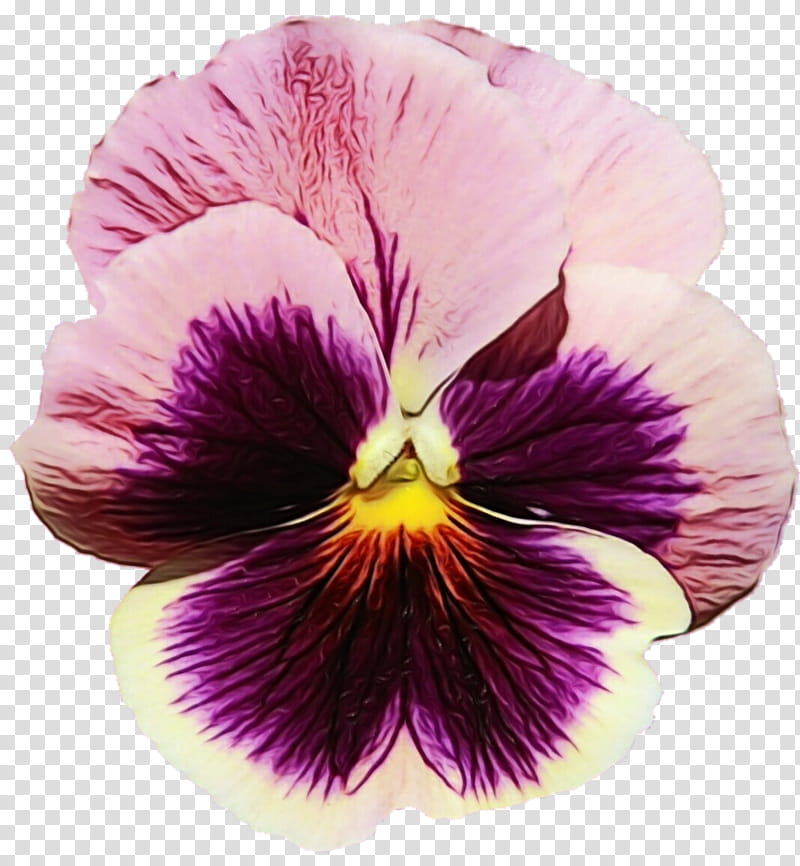 flower flowering plant petal violet purple, Watercolor, Paint, Wet Ink, Wild Pansy, Violet Family, VIOLA transparent background PNG clipart