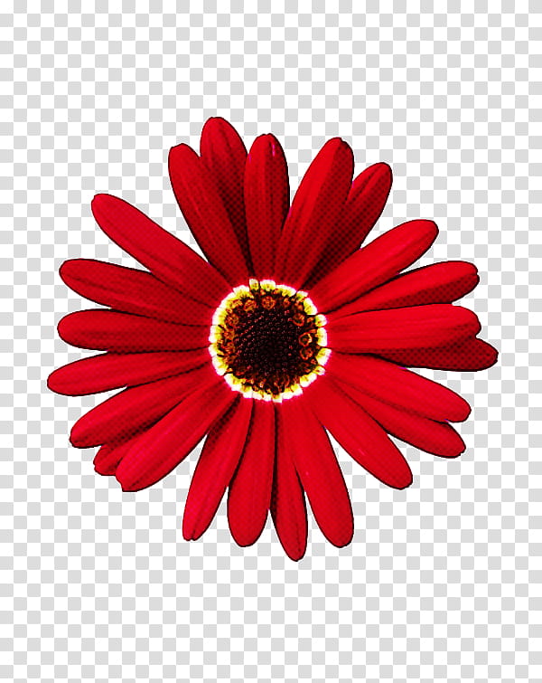 Daisy, Barberton Daisy, Gerbera, Red, Flower, Plant, Petal, African Daisy transparent background PNG clipart