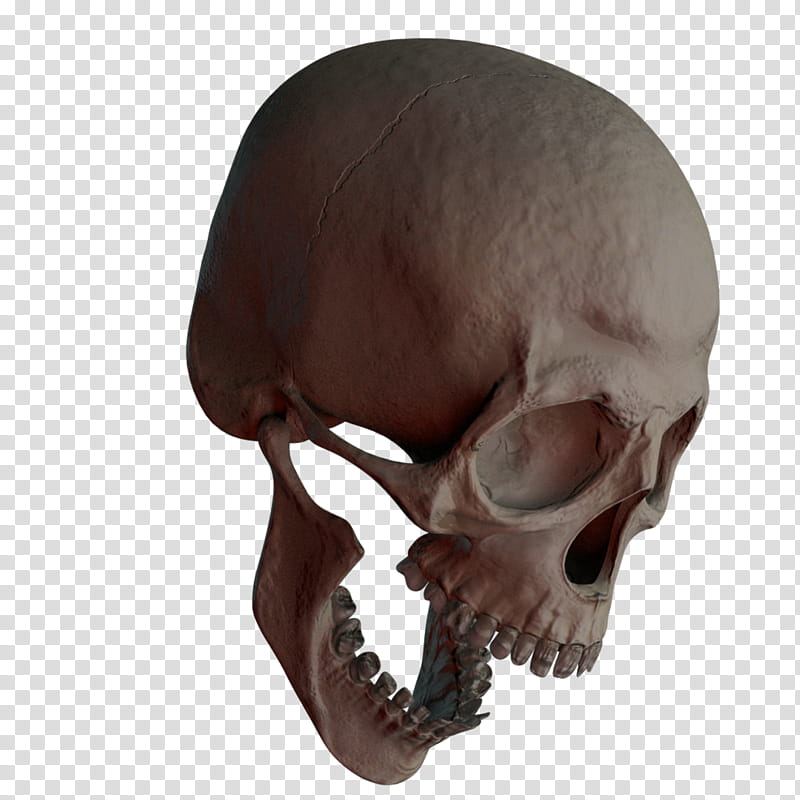 Skull , human skull illustration transparent background PNG clipart