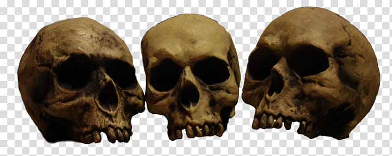 Skulls In A Row pre cut, three human skulls transparent background PNG clipart