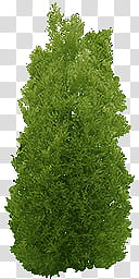 green bushes transparent background PNG clipart