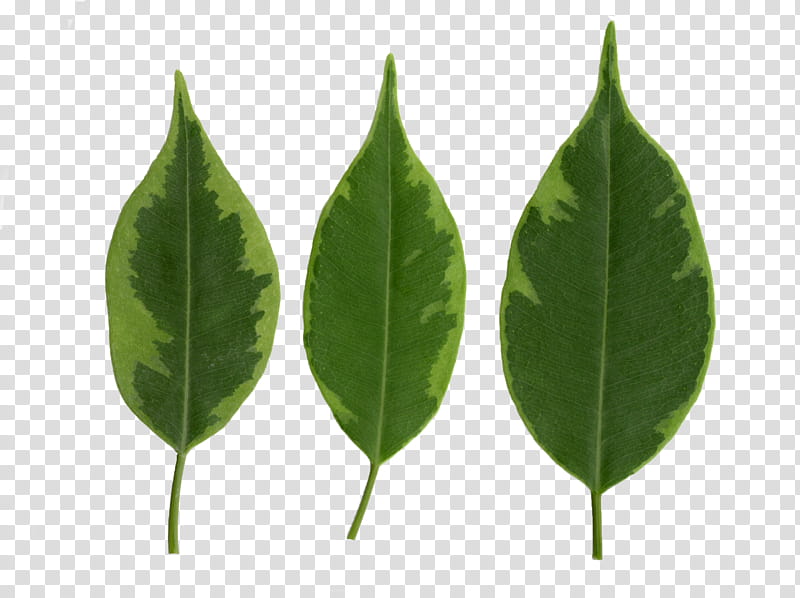 Green Leaf, Texture Mapping, Fig Trees, Blender, Plant Stem, Alpha Channel, Leaflet, 3D Computer Graphics transparent background PNG clipart