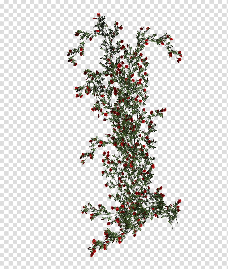 D Climbing Roses, red-petaled flowers art transparent background PNG clipart