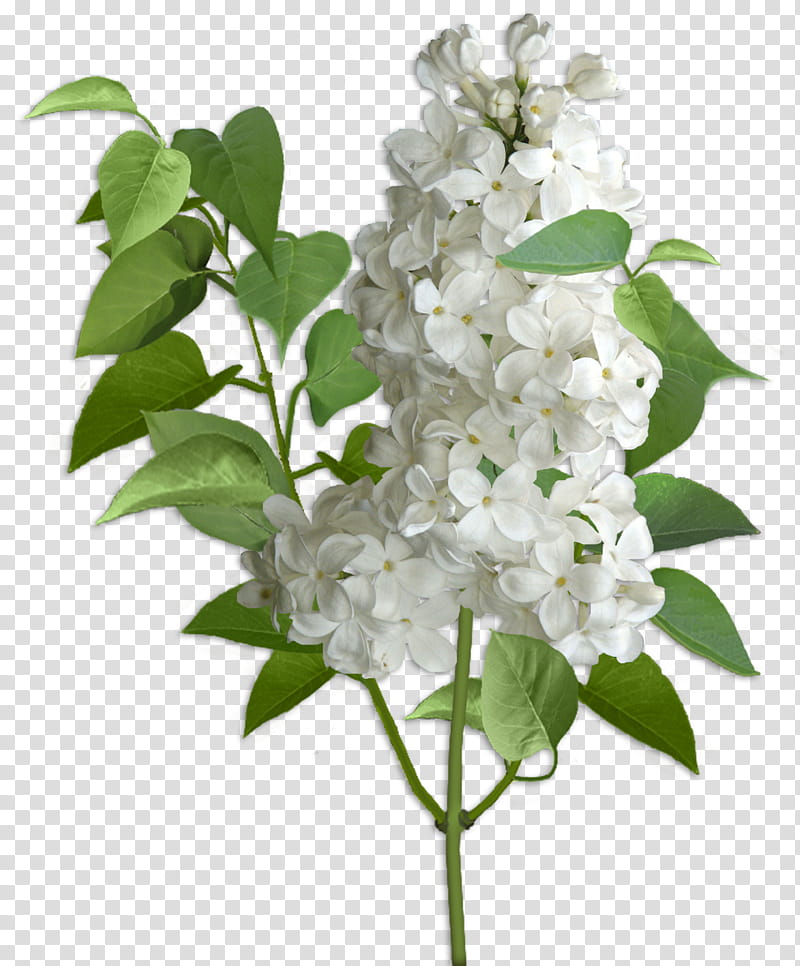 Lilac Flower, white-petaled flower transparent background PNG clipart