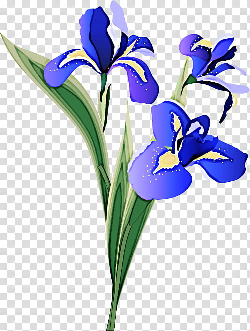 flower flowering plant plant petal iris reticulata, Iris Family, Cut Flowers transparent background PNG clipart
