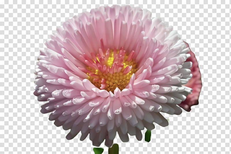 Artificial flower, Pink, China Aster, Plant, Petal, Gerbera, Flowering Plant, Cut Flowers transparent background PNG clipart