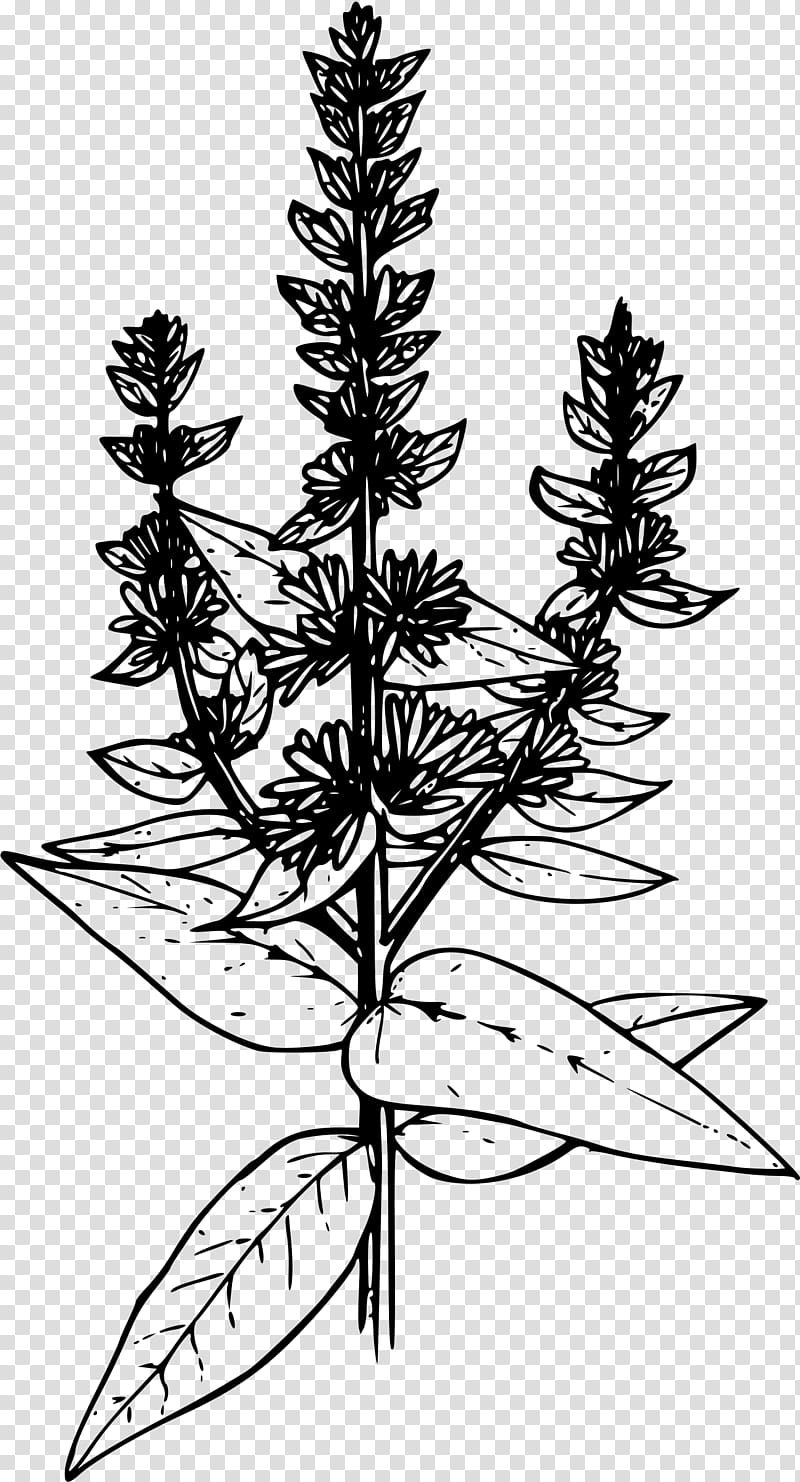 Family Tree Drawing, Purple Loosestrife, Purpleloosestrife, Plants, Book, Coloring Book, Line Art, Leaf transparent background PNG clipart