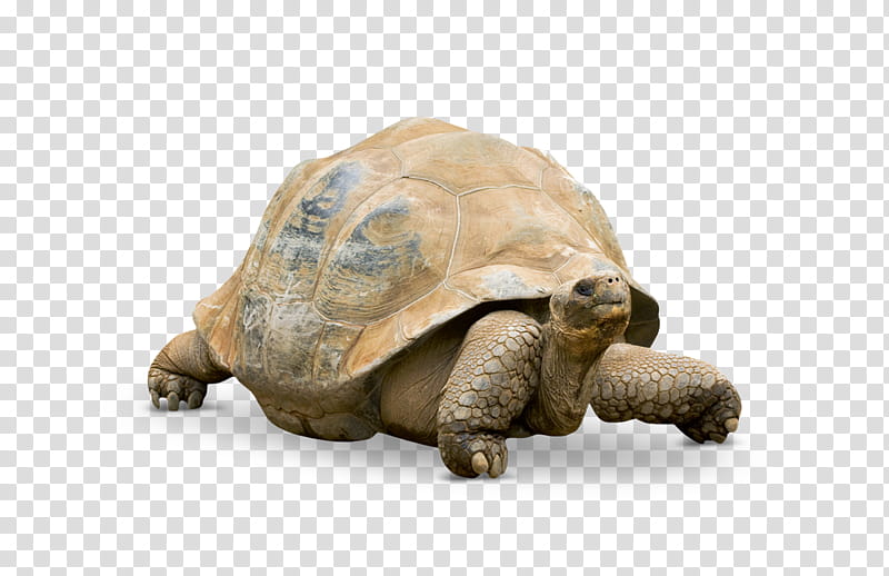 Turtle Drawing, Aldabra Giant Tortoise, Star Tortoises, Reptile, Chelonoidis, Gopher Tortoise, Snout, Desert Tortoise transparent background PNG clipart