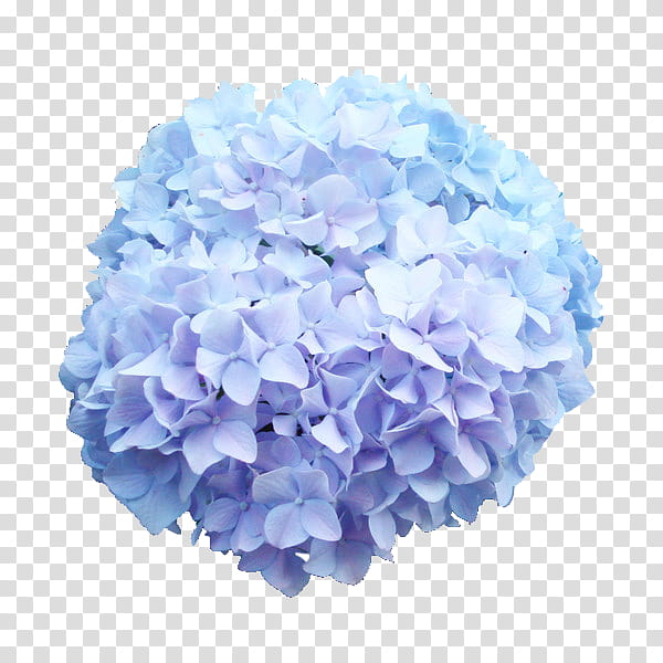 flower power s, white and purple hydrangea flowers illustration transparent background PNG clipart