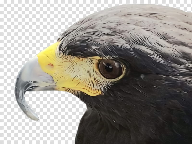 bird beak eagle bird of prey hawk, Watercolor, Paint, Wet Ink, Accipitridae, Bald Eagle, Kite transparent background PNG clipart