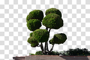 Big cone shaped topiary tree on transparent background 17296576 PNG