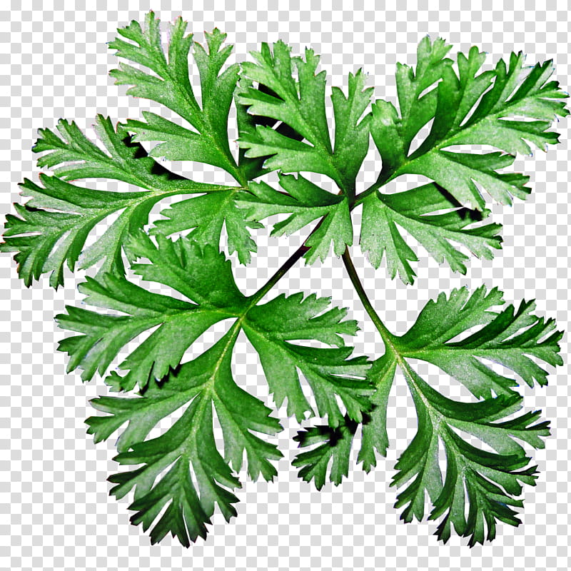 Family Tree, Leaf, Plants, Parsley, Garden, Poppy Anemone, Sea Anemone, Plant Stem transparent background PNG clipart