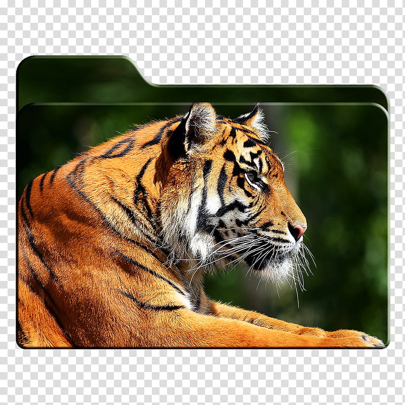 Big Cats HD Folder Icons Mac Only , . Tiger Profile transparent background PNG clipart